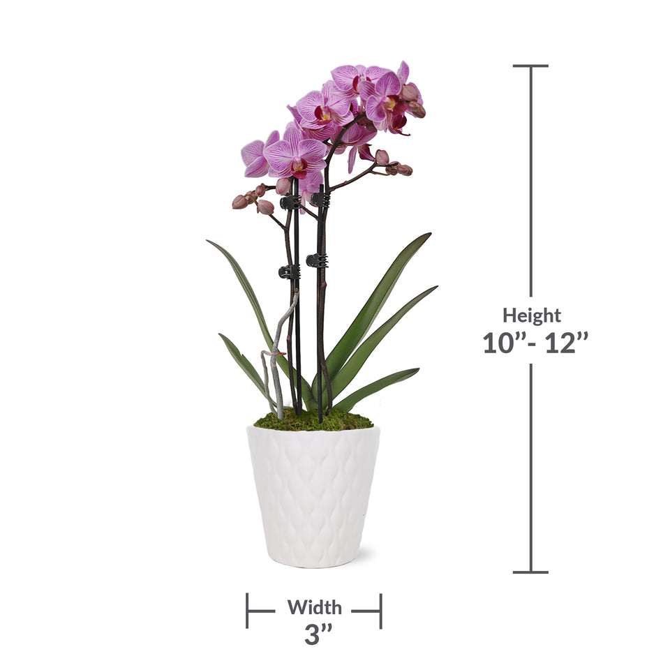 Petite Pink Orchid in White Ceramic Pot