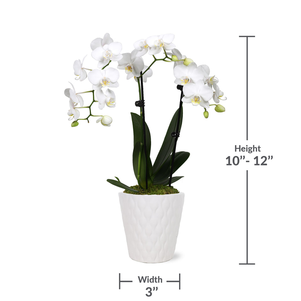 Petite White w/ Yellow Orchid in White Ceramic Pot