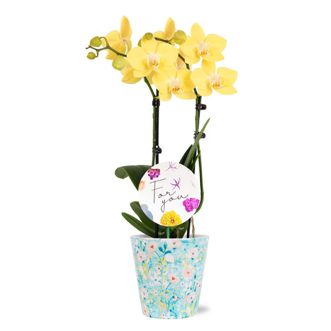 3" Petite Yellow Orchid in Temperence Pot with For You Pick