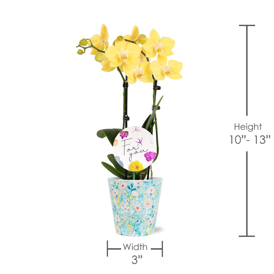 3" Petite Yellow Orchid in Temperence Pot with For You Pick