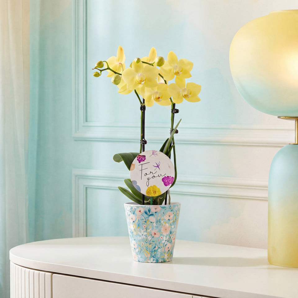 3" Petite Yellow Orchid in Temperence Pot with For You Pick