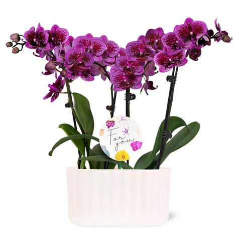 6" Duo Petite Orchid Dark Purple in Off-White Memphis Pot with For You Pick