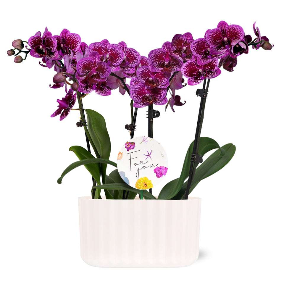 6" Duo Petite Orchid Dark Purple in Off-White Memphis Pot with For You Pick