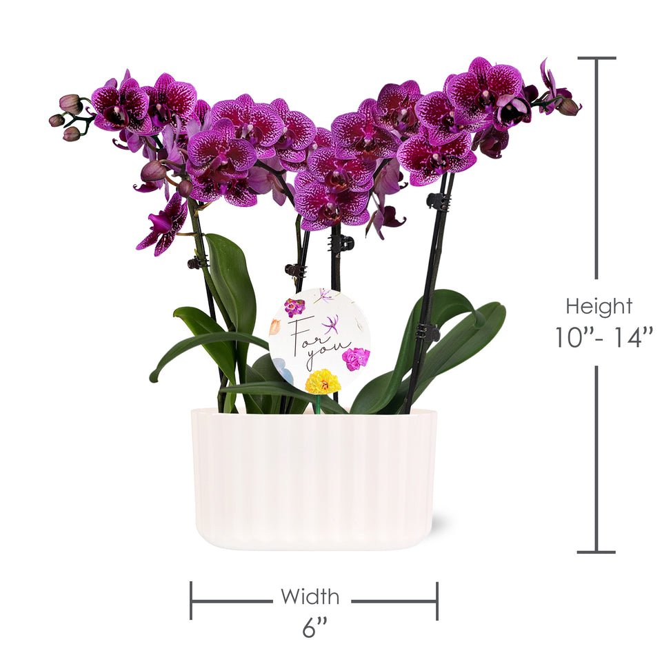 6" Duo Petite Orchid Dark Purple in Off-White Memphis Pot with For You Pick