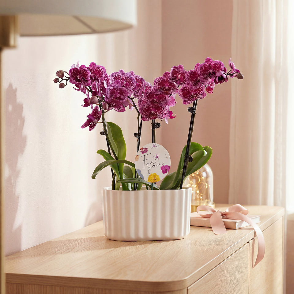 6" Duo Petite Orchid Dark Purple in Off-White Memphis Pot with For You Pick