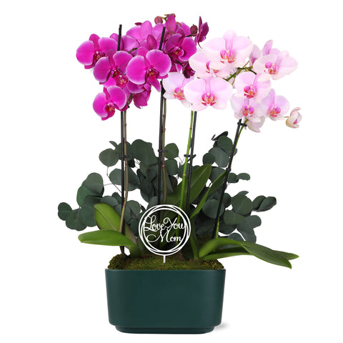 10" Bi-Color Magenta Pink Orchid Planter in Jan Bistro Green with Eucalyptus and Love You Mom Pick