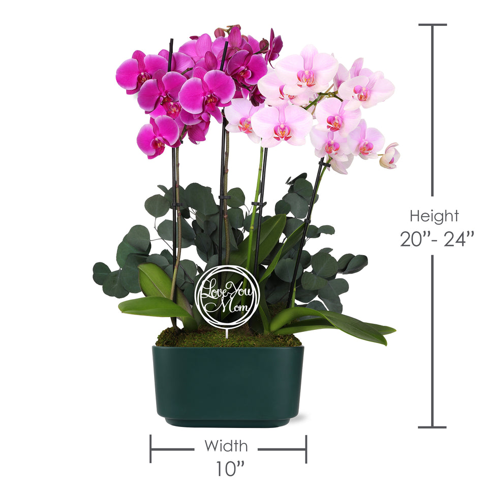 10" Bi-Color Magenta Pink Orchid Planter in Jan Bistro Green with Eucalyptus and Love You Mom Pick