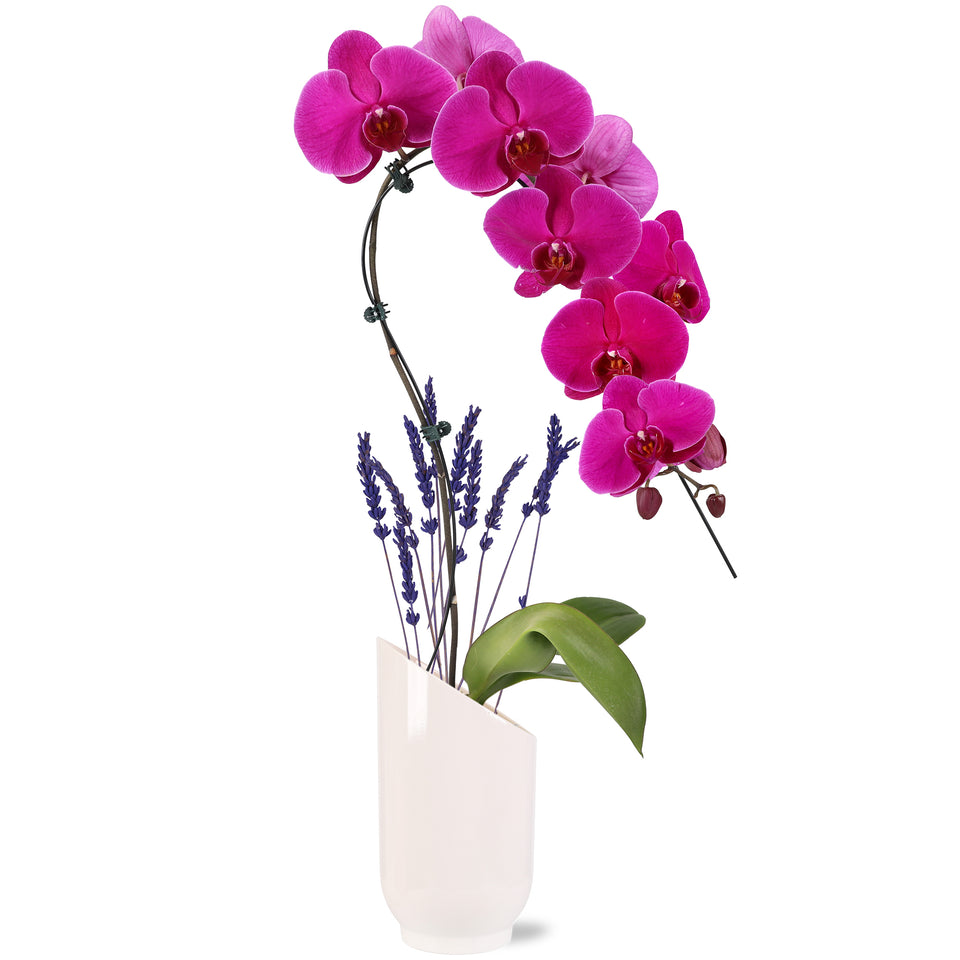 5" Swan Orchid Magenta in Simon Tall White Planter with Lavender