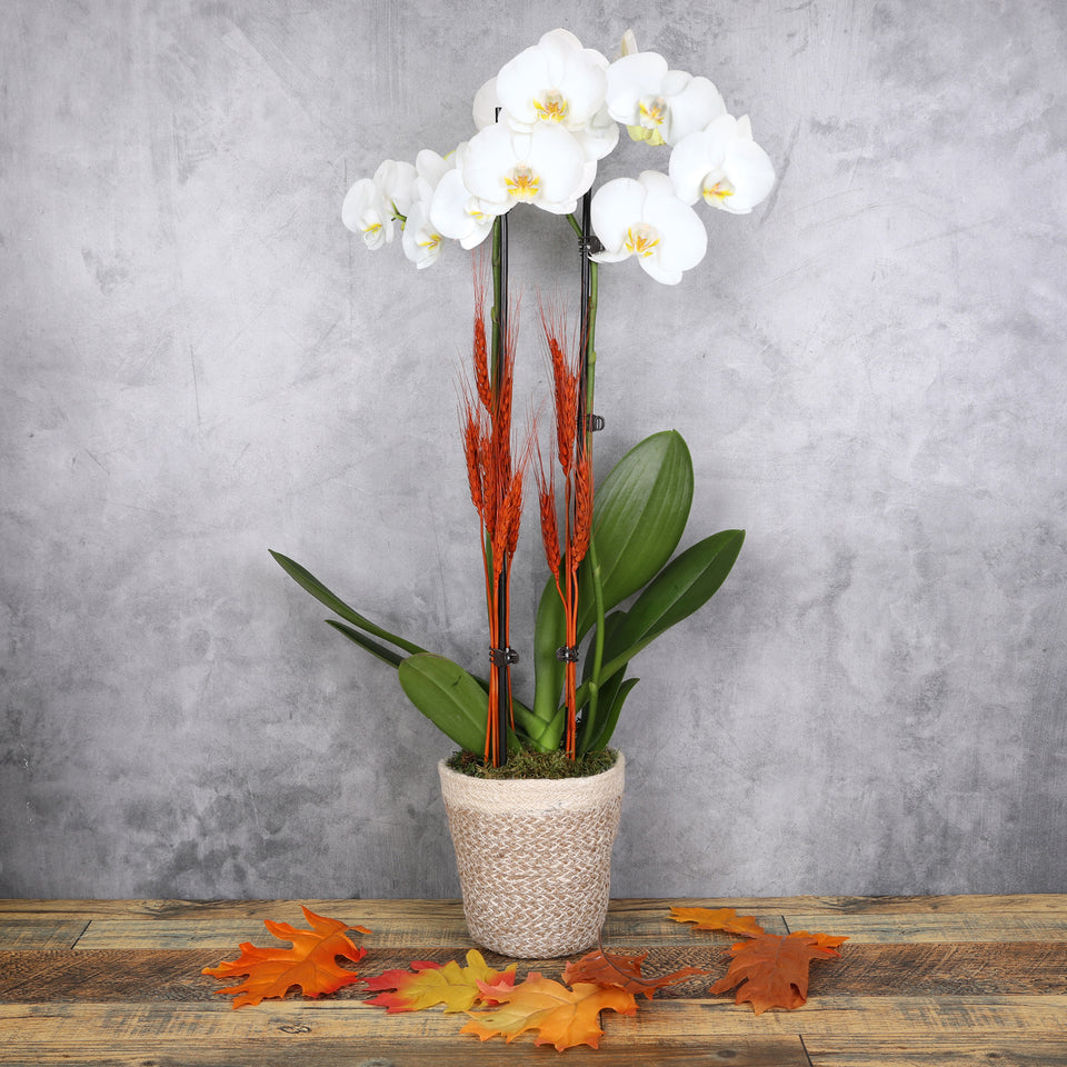 Premium White Orchid with Burnt Orange Wheat Stems in Cream Jute Ceramic