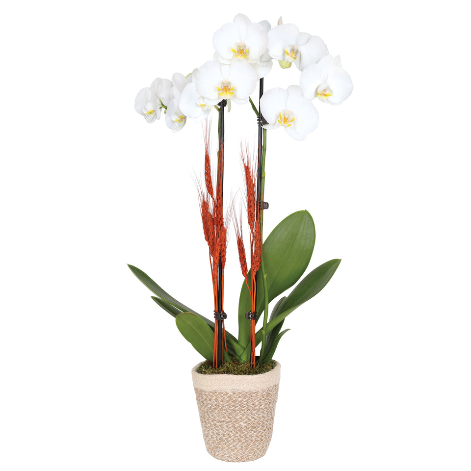 Premium White Orchid with Burnt Orange Wheat Stems in Cream Jute Ceramic