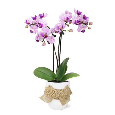 Mini Pink Orchid in White Ceramic with Burlap Bow