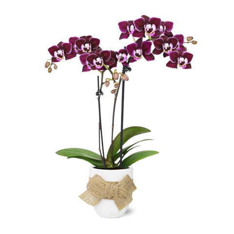 Mini Dark Purple Orchid in White Ceramic with Burlap Bow