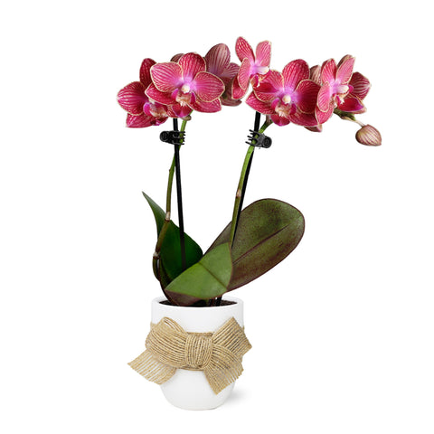 Mini Red (Unique) Orchid in White Ceramic with Burlap Bow