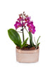 Mini Purple Orchid Planter in Rose Gold Pot