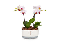 Mini White/Purple Orchid Planter in Cream/Grey Pot