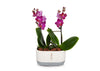 Mini Purple Orchid Planter in Cream/Grey Pot