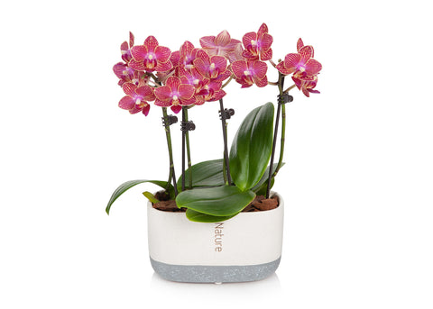 Mini Coral Orchid Planter in Cream/Grey Pot