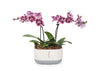 Mini Unique Purple and White Orchid Planter in Cream/Grey Pot