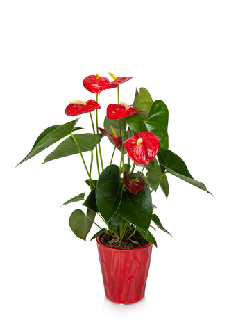 Premium Red Anthurium Flamingo Flower in Red Pot