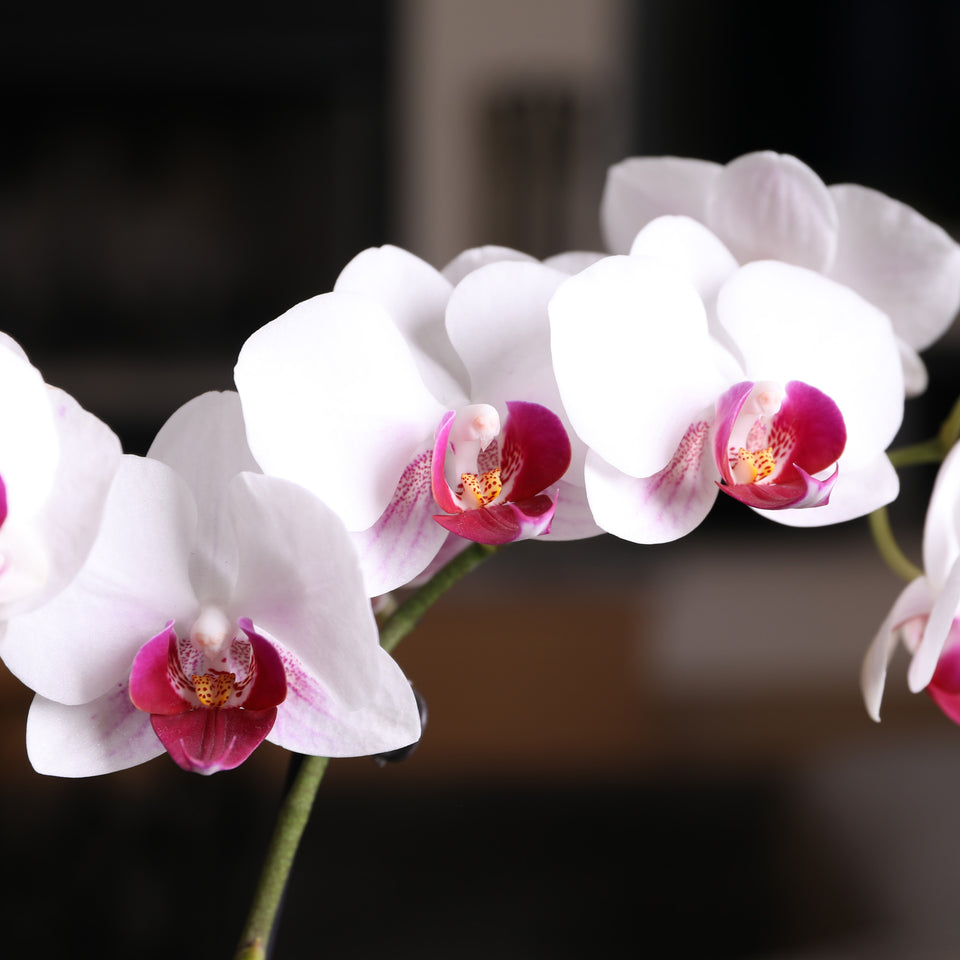 Petite White w/ Purple Orchid in White Pot