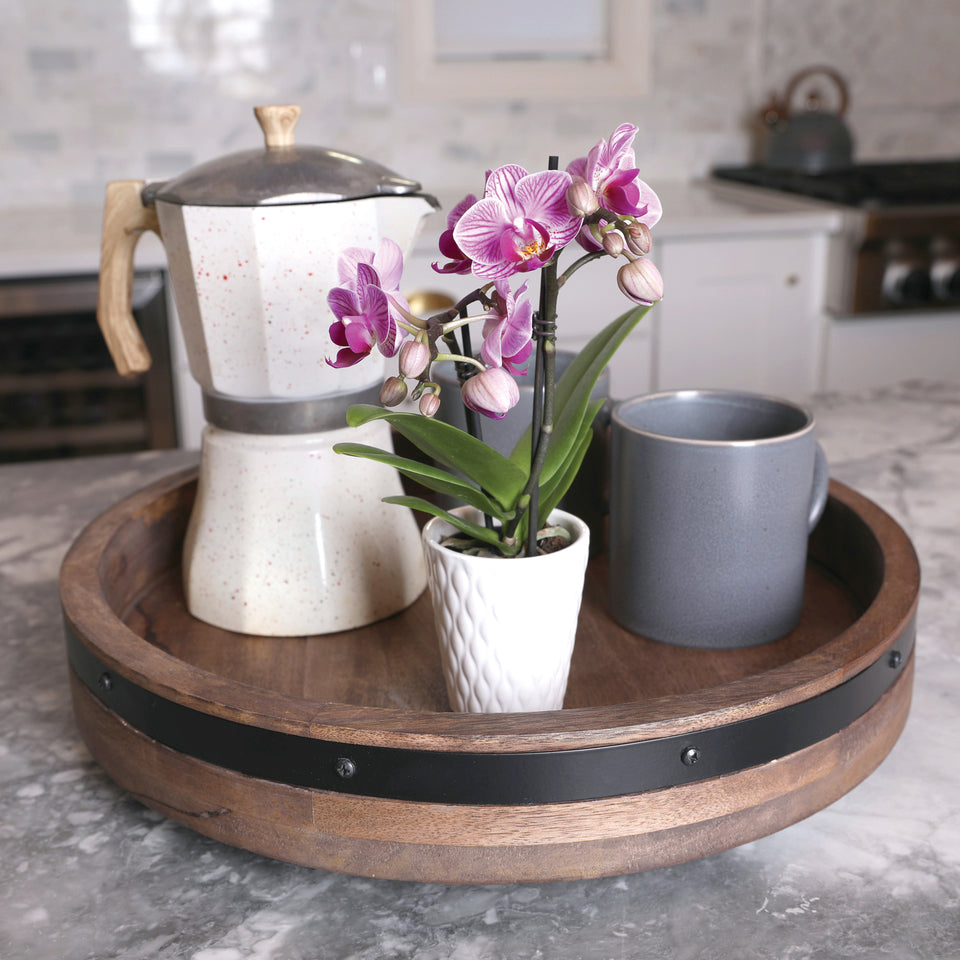 Mini Pink Orchid in White Ceramic Pot