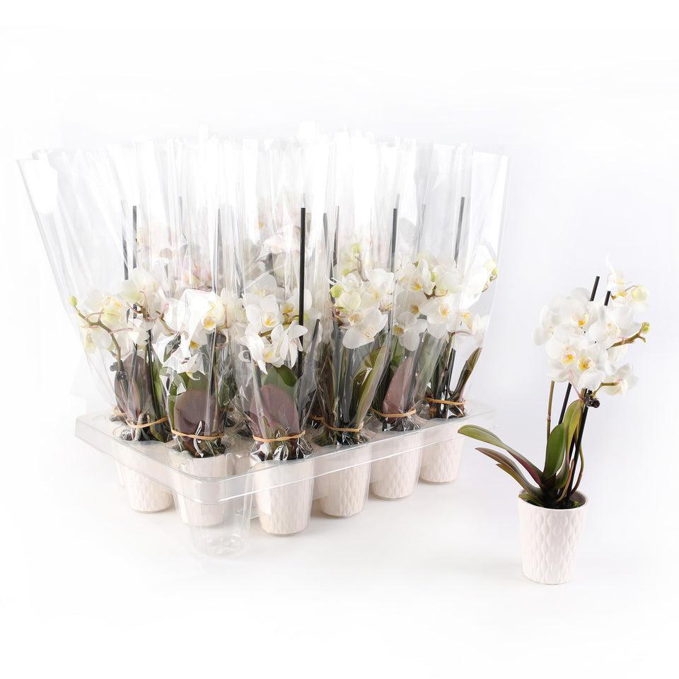 Mini White Orchid Party Pack (20 Pack)