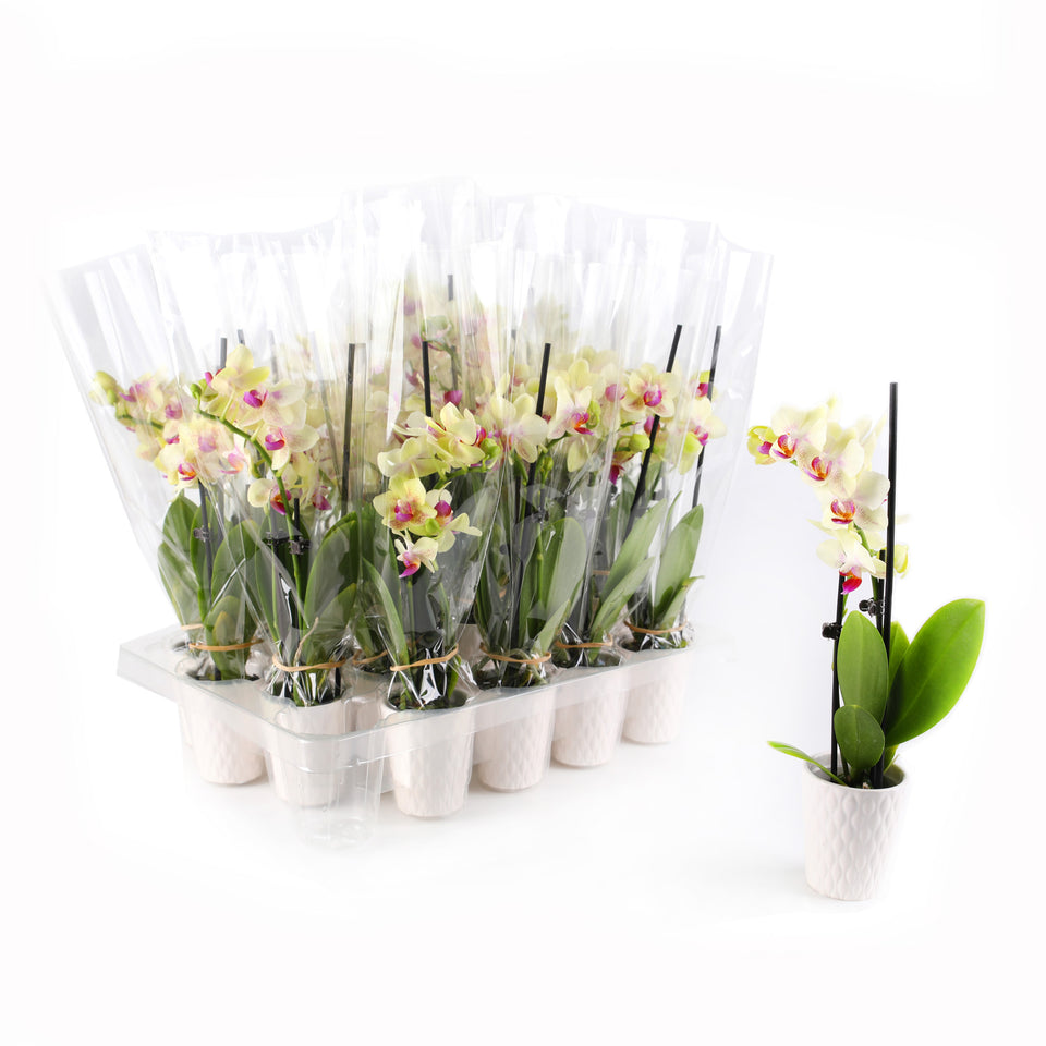 Mini Yellow Orchid Party Pack (20 Pack)
