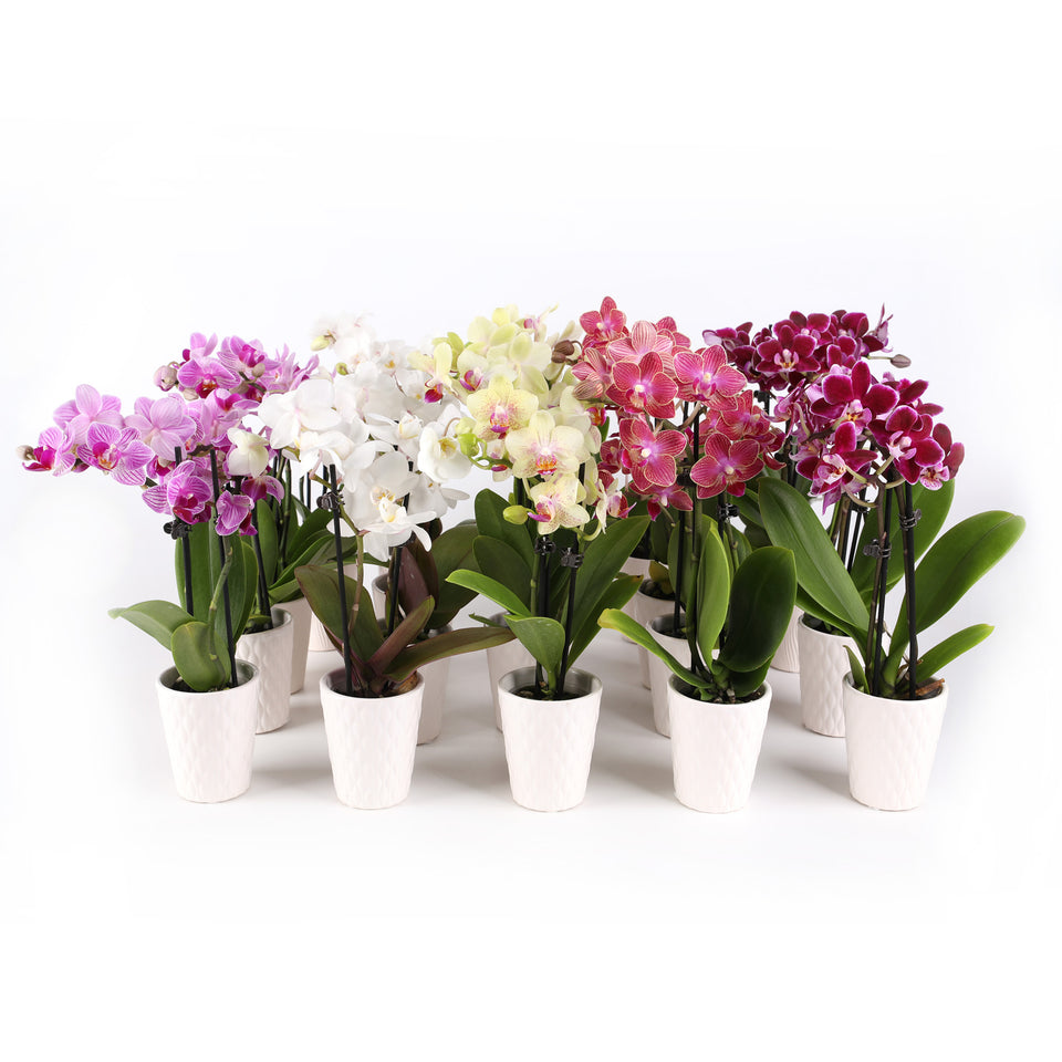 Mini Multicolor Orchid Party Pack (20 Pack)