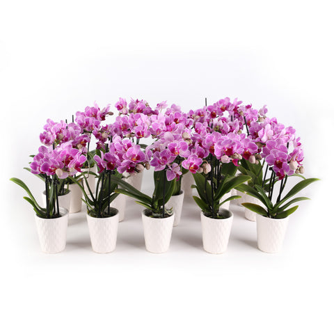 Mini Pink Orchid Party Pack (20 Pack)