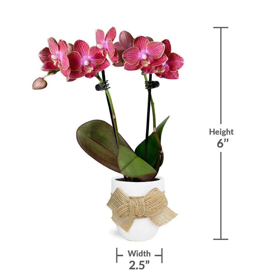 Mini Red (Unique) Orchid in White Ceramic with Burlap Bow