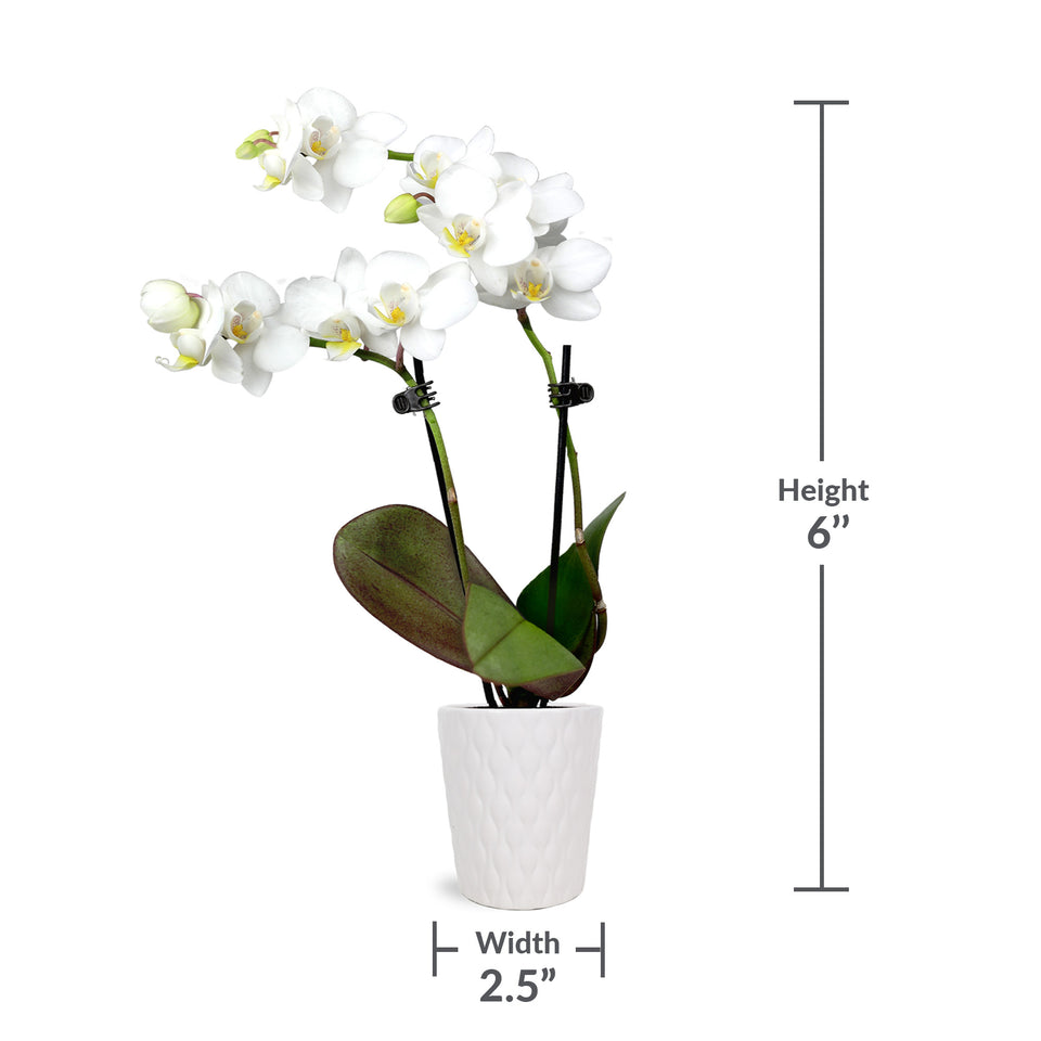 Mini White w/ Yellow Orchid in White Ceramic Pot