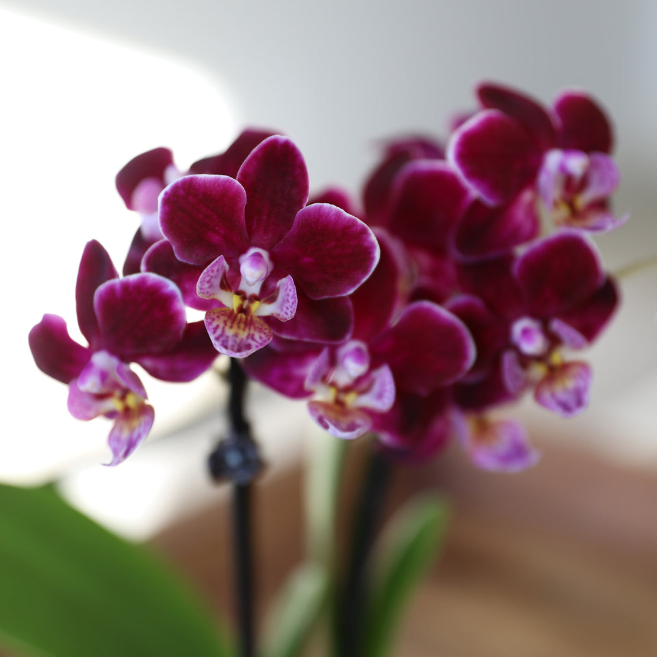 Mini Dark Purple Orchid in White Ceramic Pot