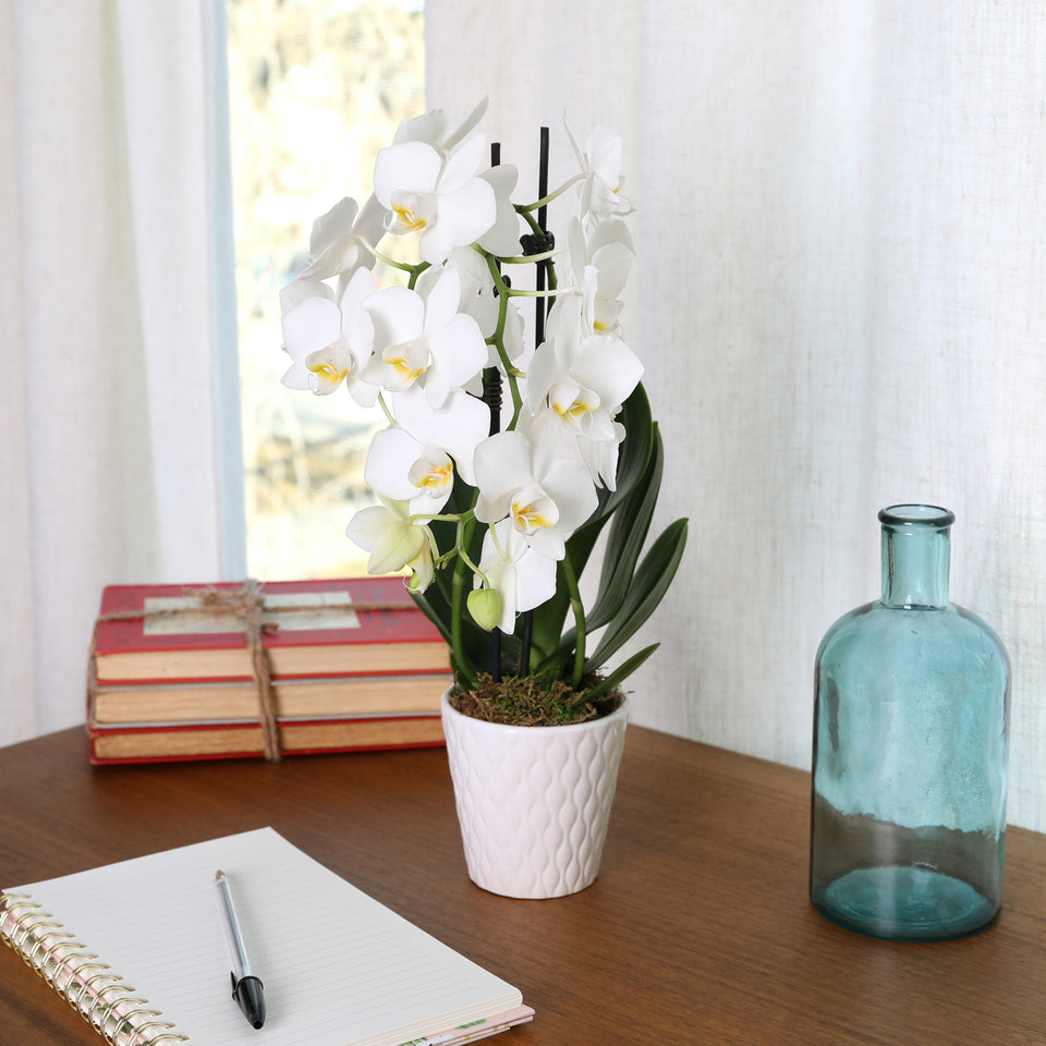 Petite White w/ Yellow Orchid in White Ceramic Pot