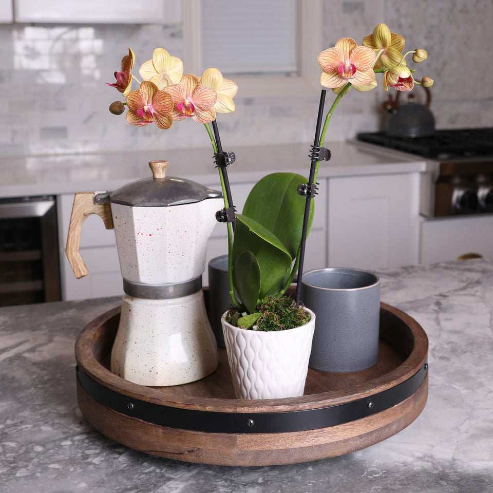 Petite Salmon Orchid in White Ceramic Pot