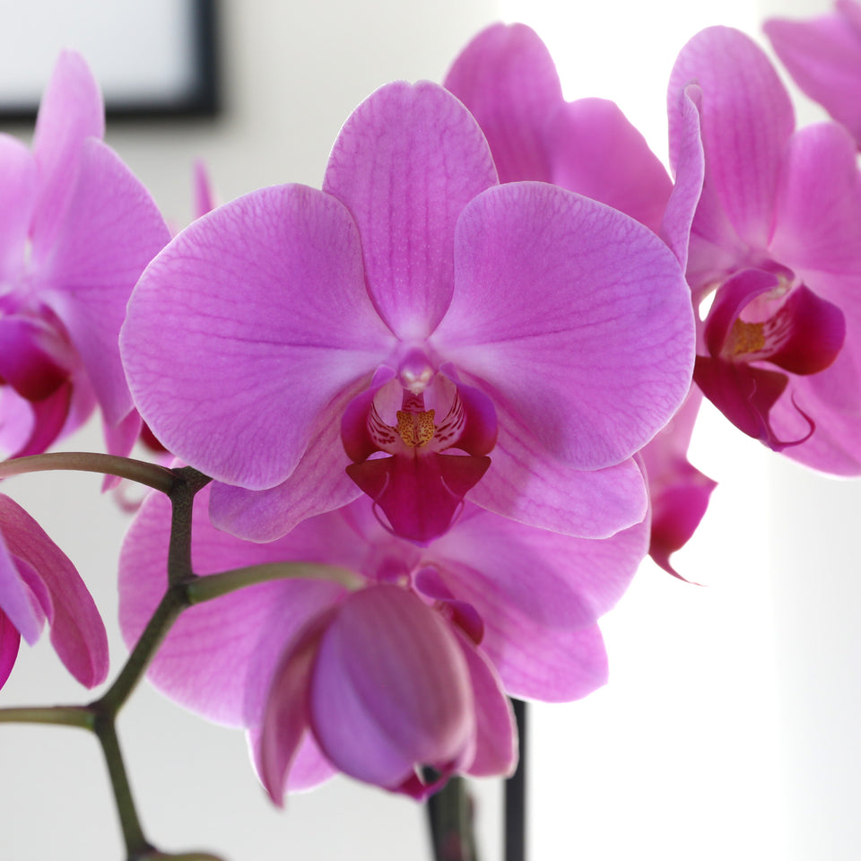 Premium Pink Orchid in White Ceramic Pot