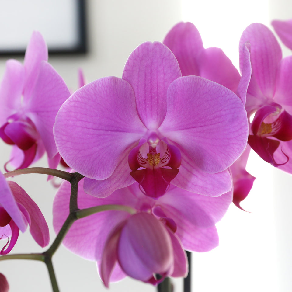 Premium Pink Orchid in Grey Ceramic Pot