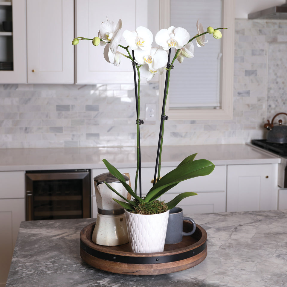 Premium White w/ Yellow Orchid in White Ceramic Pot