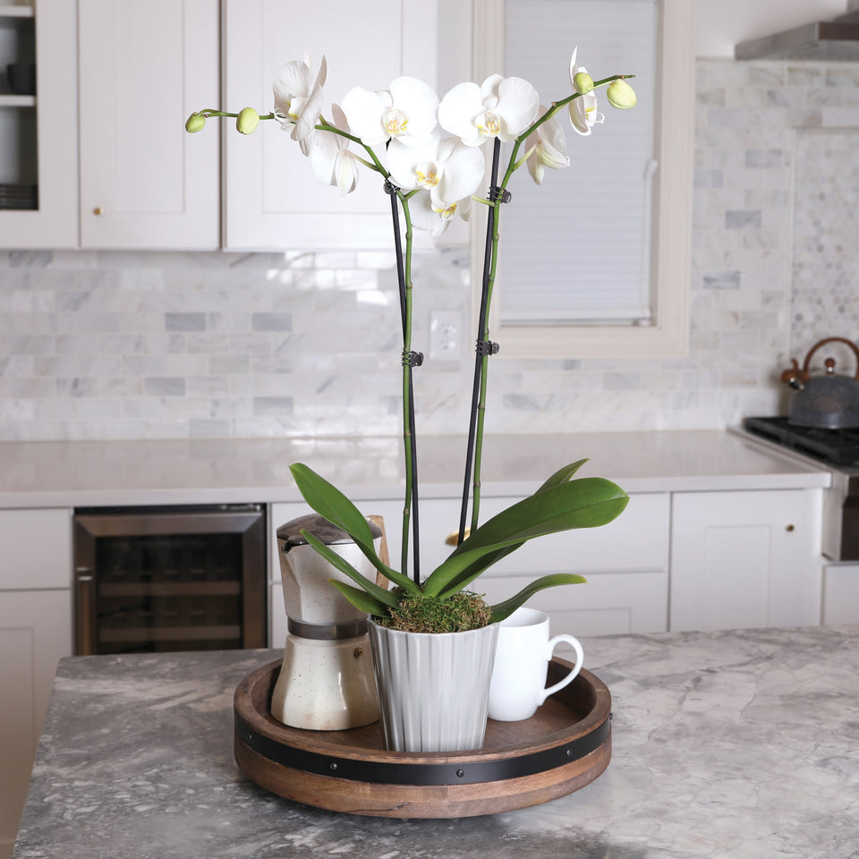 Premium White w/ Yellow Orchid in Grey Ceramic Pot
