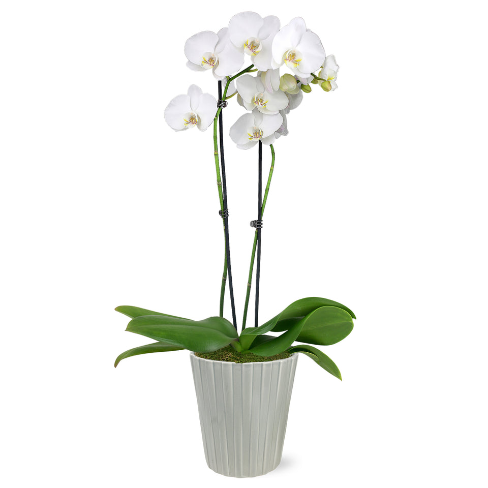 Premium White w/ Yellow Orchid in Grey Ceramic Pot