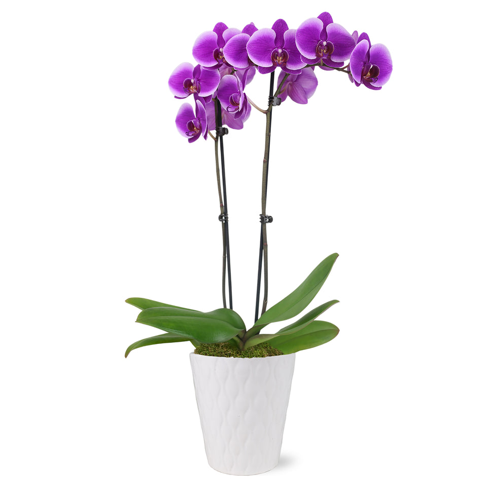 Premium Purple Orchid in White Ceramic Pot