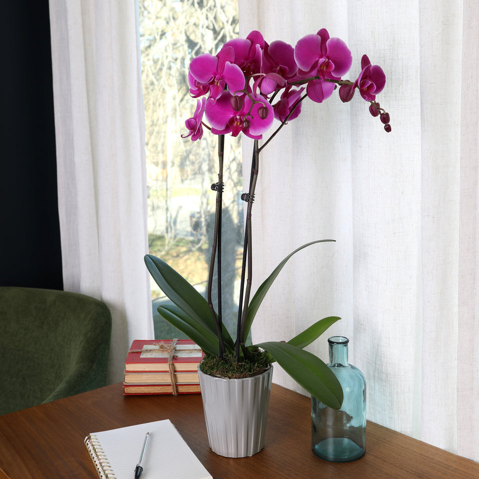 Premium Purple Orchid in Grey Ceramic Pot