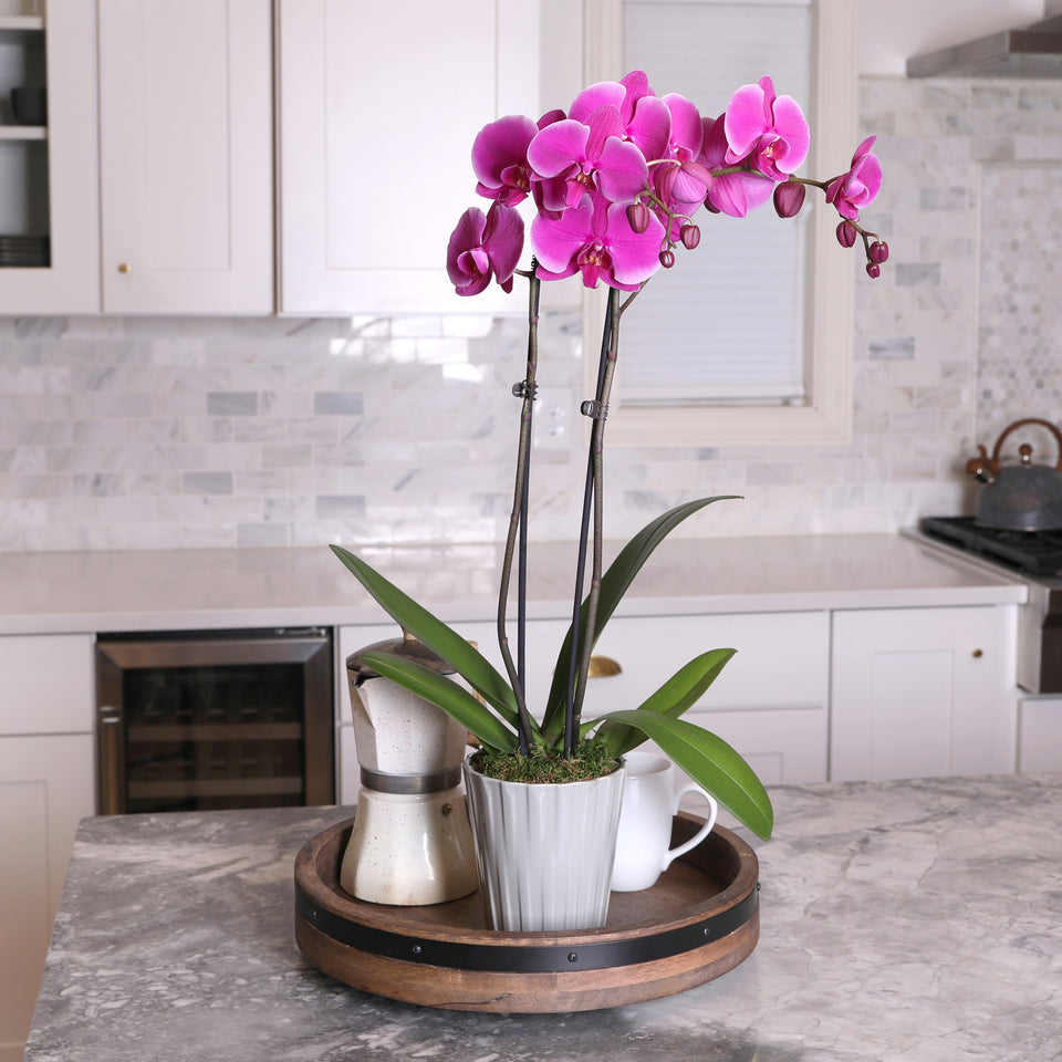Premium Purple Orchid in Grey Ceramic Pot