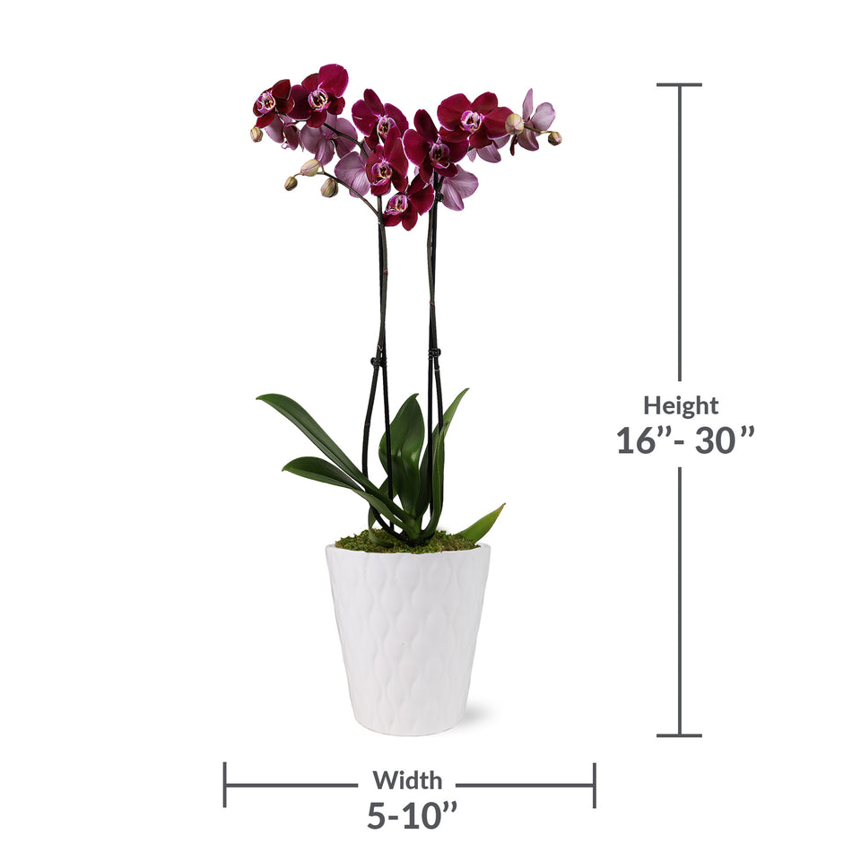 Premium Dark Purple Orchid in White Ceramic Pot