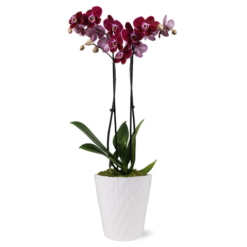Premium Dark Purple Orchid in White Ceramic Pot