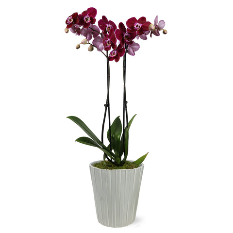 Premium Dark Purple Orchid in Grey Ceramic Pot