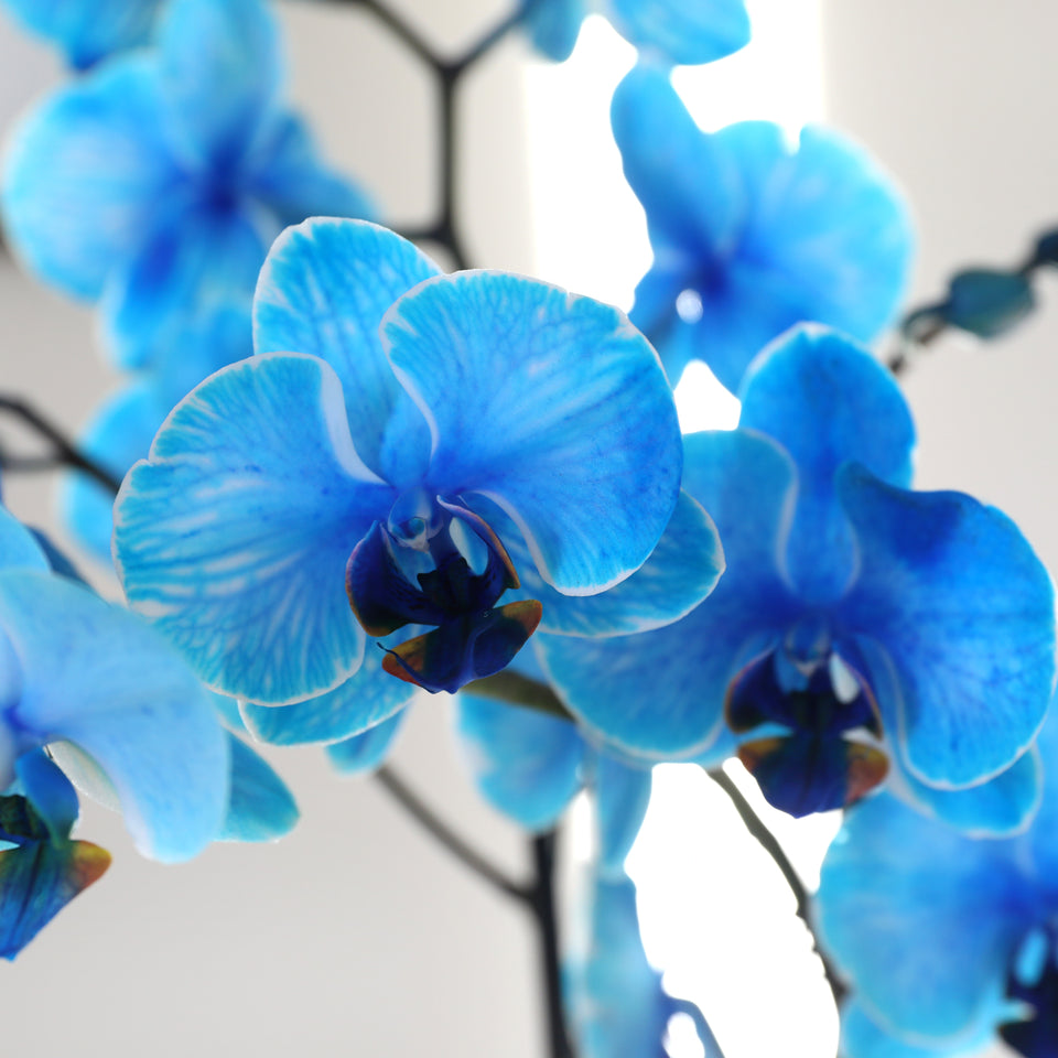 Premium Blue Watercolor Orchid in White Pot