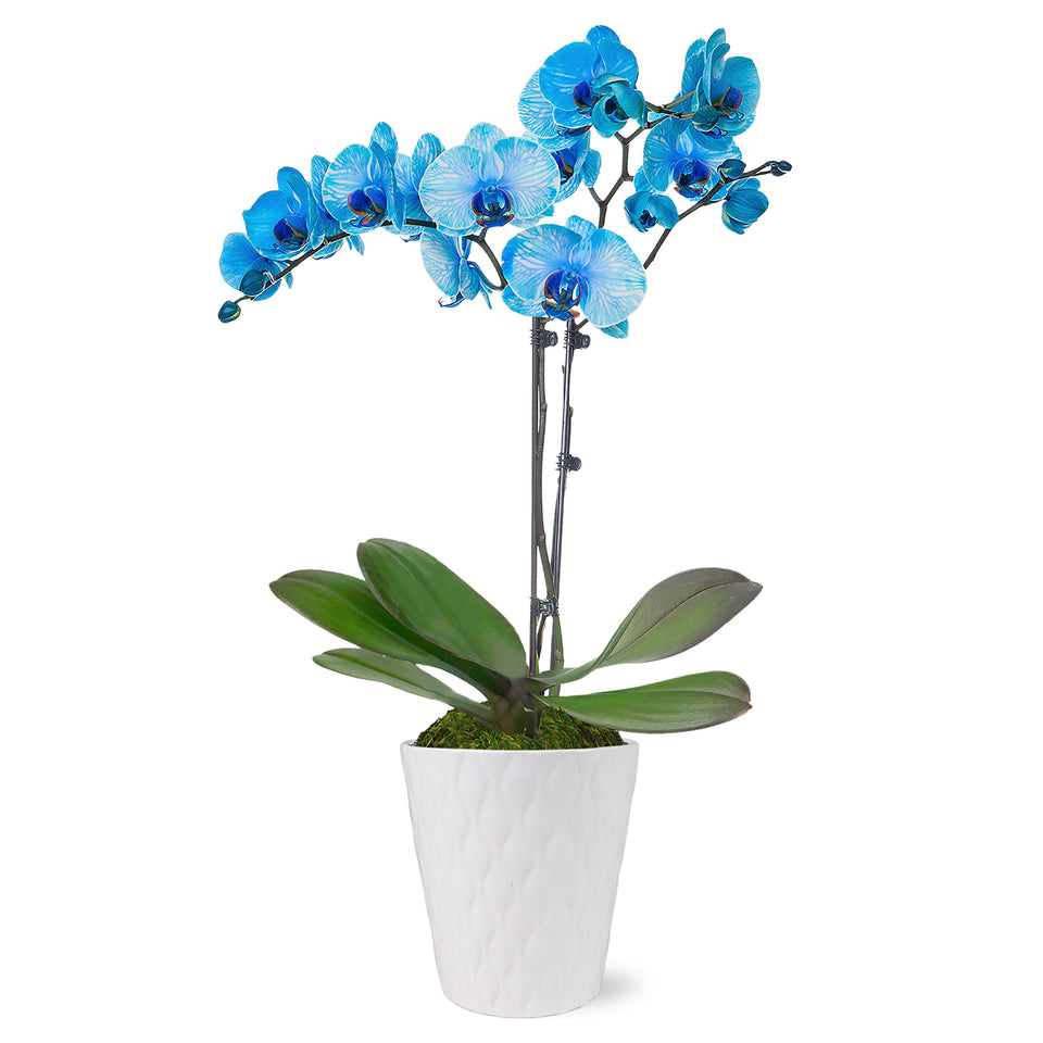 Premium Blue Watercolor Orchid in White Pot