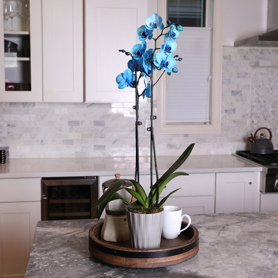 Premium Blue Watercolor Orchid in Grey Pot