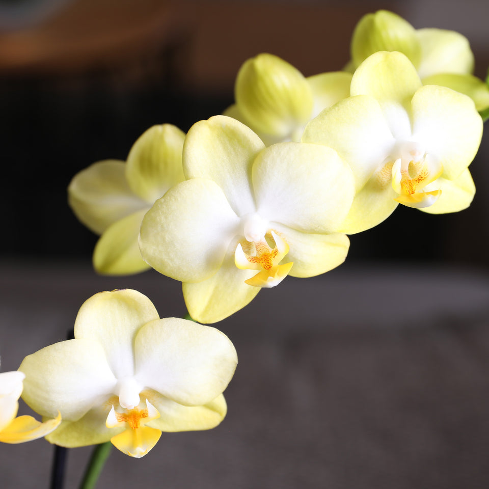 Petite Yellow Orchid in White Pot