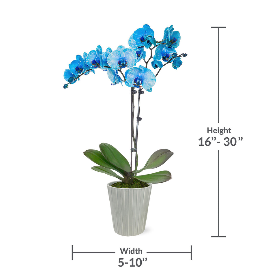 Premium Blue Watercolor Orchid in Grey Pot